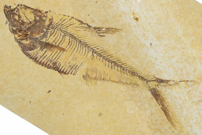 Detailed Fossil Fish (Diplomystus) - Wyoming #355607
